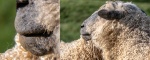 Richard Broadbent - Sheeps Mouth