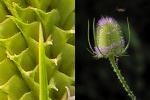 Steve Cooke - Thistle