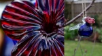 Wendy Meagher - Humming Bird Feeder