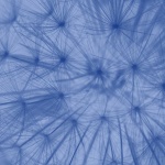 Colin Lamb - Blue 1