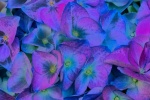 Diana Saville - Hydrangea