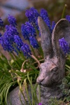 Meriel Flux - hare