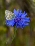Richard Broadbent - Blue 1