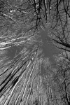 David Hunsley - Covid Walk & the sky was blue