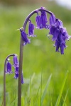 Lindsey Smith - Bluebell 2