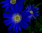 Meriel Flux - blue petals