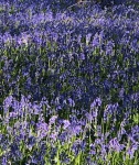 Miggy Wild - bluebells no 2