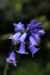 Nicky Westwood - Bluebells-Two