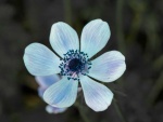 Richard Broadbent - Blue 2