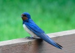 Vaughan Wallis - Blue Feathers