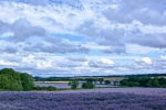 Wendy Meagher - Borage Blue (Swalcliffe)