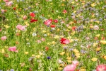Wild Meadow