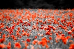 Poppies
