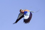 Colin Lamb - Lilac-breasted roller
