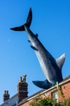 Diana Saville - Oxford Shark