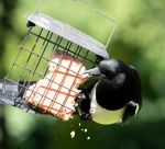 Meriel Flux - Magpie