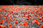 Neil Grantham - Poppies