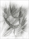 Colin Lamb - Goatsbeard detail
