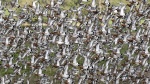Colin Lamb - Bird wall