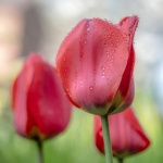 John Cavana - Three red tulips