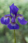 Lindsey Smith - Iris sibirica