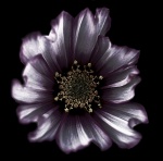 Maureen Tyrrell - Flower