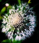 Meriel Flux - dandilion