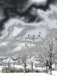 Miggy WIld - flying over Blenheim. No 2 jpeg
