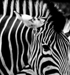 Neil Grantham - Zebra