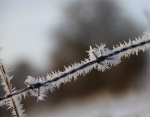 Nick Hardwick - Barbed Frost