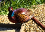 Nicky Westwood - My friendly pheasant!