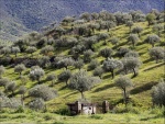 Paul Brewerton - Morning Sun in an Olive Grove