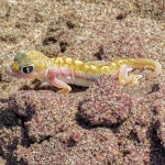 Wendy Meagher - Web-footed gecko (Palmatogecko ran