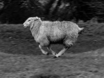 RichardB- B&W-1.jpg