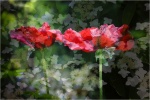 Poppies