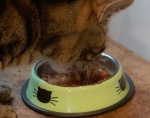 Meriel Flux - dinner time