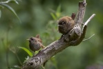 Colin Lamb - Wren with chick