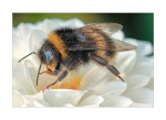 John Cavana - Bee on Dahlia