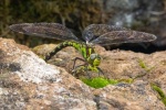 Lindsey Smith - Female Southern Hawker Dragonfly