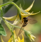 Martyn Pearse - Hoverfly