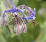 Maureen Tyrrell - Hover Fly on Borage