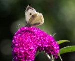 Meriel Flux - Butterfly