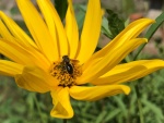 Neil Grantham - Bee on Rudbeckia
