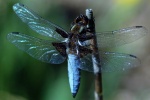 Nicky Westwood - Broad-bodied chaser