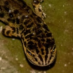 Richard Broadbent - Great Crested Newt