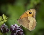 Colin Lamb - Meadow Brown