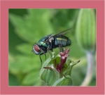 John Cavana - Fly