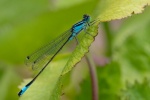 Lindsey Smith - Male Blue-tailed damselfly