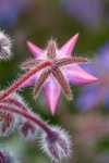 Maureen Tyrrell - Borage