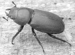 Miggy Wild - Stag Beetle